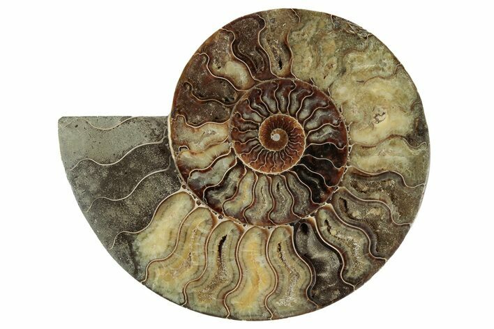 Cut & Polished Ammonite Fossil (Half) - Madagascar #342137